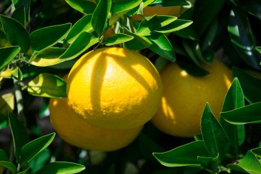 Taze limonlar doğa arka planında bir ağaçta