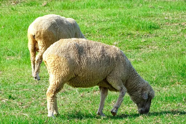 Zbliżenie Strzał Słodkie Owce Wypas — Zdjęcie stockowe