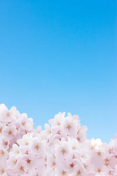 벚꽃과 하늘의 — 스톡 사진