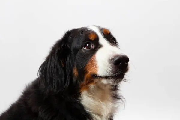 Portrét Bernského Horského Psa Zblízka — Stock fotografie