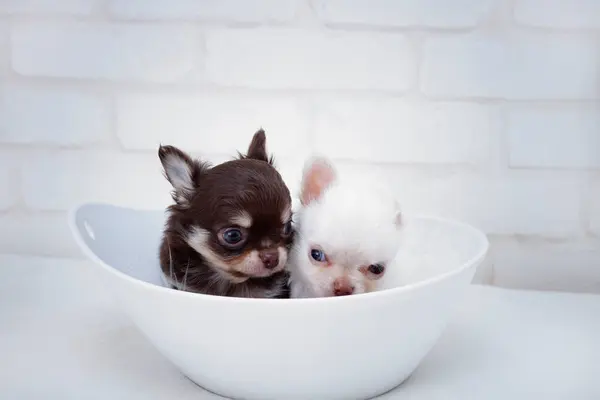 Dos Cachorros Pequeños Chihuahua Tazón —  Fotos de Stock
