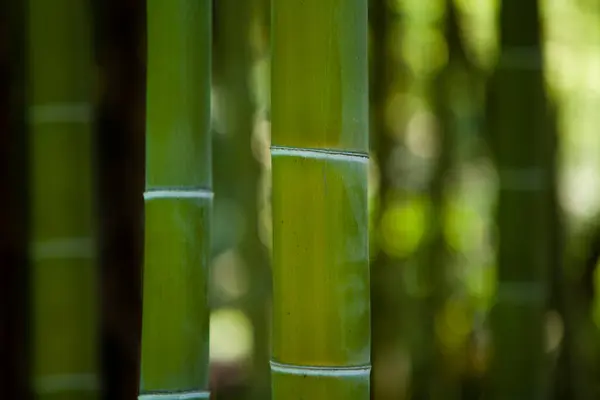 森林里的绿竹树干 — 图库照片