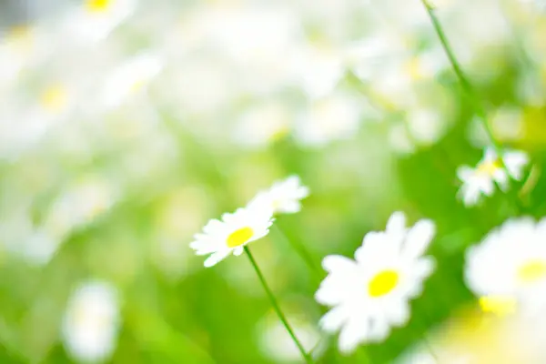 Красивые Белые Ромашковые Цветы — стоковое фото