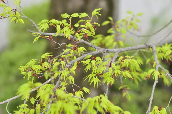 Κλείσιμο Των Κλαδιών Των Δέντρων Μικρά Πράσινα Φύλλα Κοντινό Πλάνο — Φωτογραφία Αρχείου