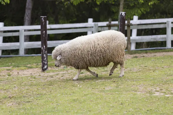 Owce Zielonej Trawie Słoneczny Dzień Farmie — Zdjęcie stockowe