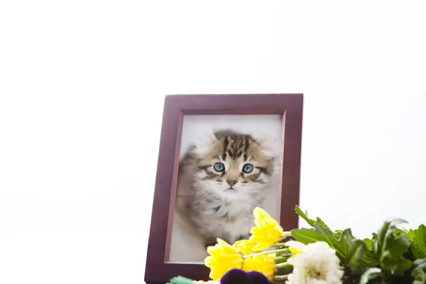 Family Pet Cat Portrait Wooden Frame — Stock Photo, Image