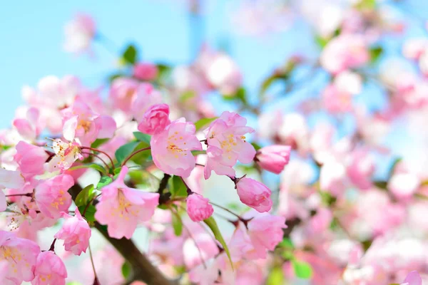 Hermosas Flores Rosadas Primavera Flores Árboles Jardín Primavera — Foto de Stock