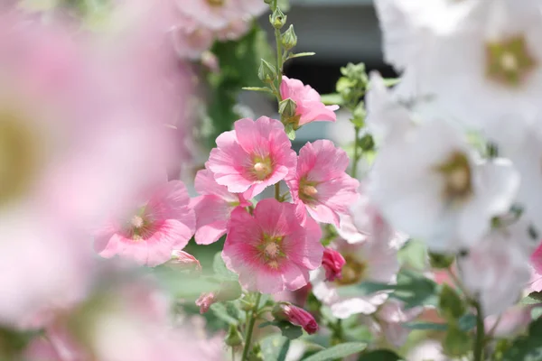 Summer flowers in garden, closeup