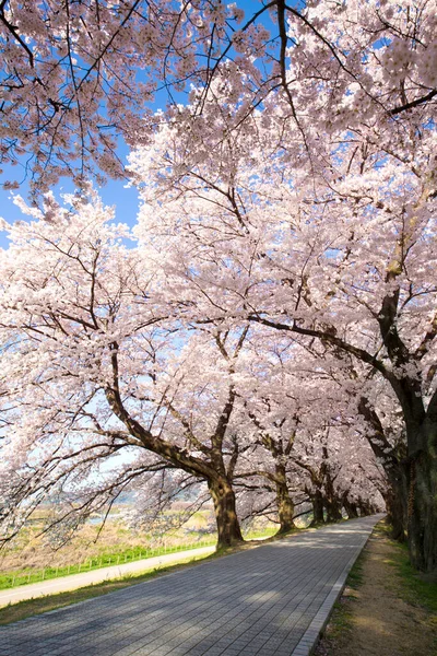 Piękny Widok Kwitnących Drzew Parku Wiosennym — Zdjęcie stockowe