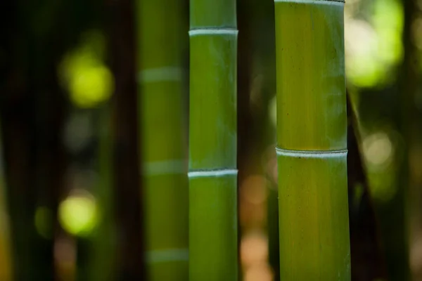 Green Bamboo Tree Trunks Forest — Stock Photo, Image