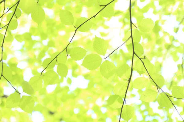 晴れた夏の公園の背景にある美しい緑の葉 — ストック写真