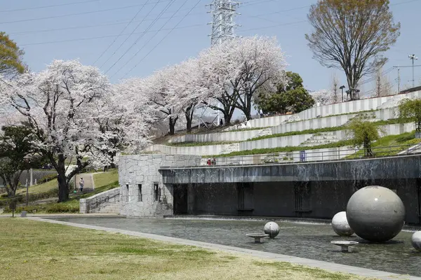 Japonya 'da kiraz çiçekleri, Tokyo