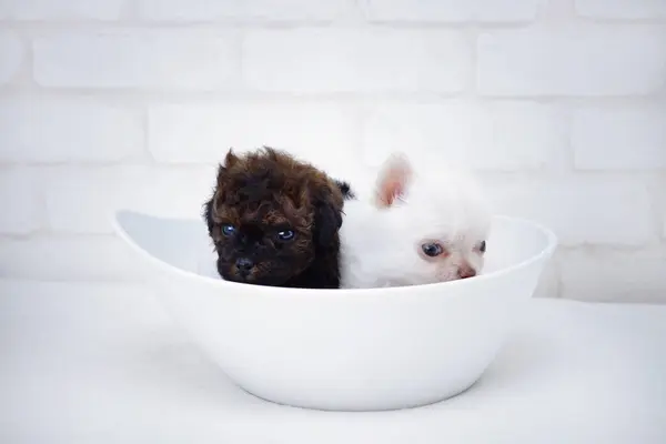 Due Simpatici Cuccioli Chihuahua Con Ciotola Bianca Sfondo Bianco — Foto Stock