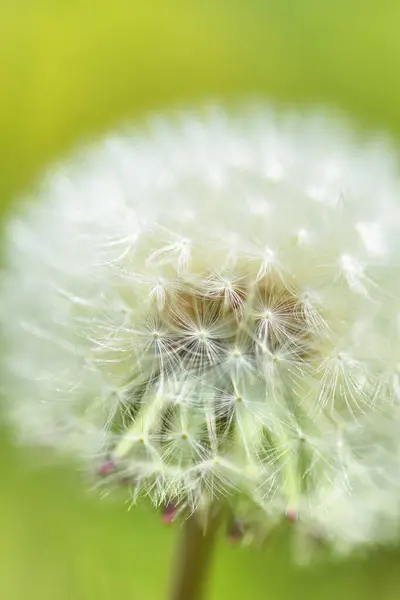 Vit Fluffig Maskros Blomma Närbild — Stockfoto