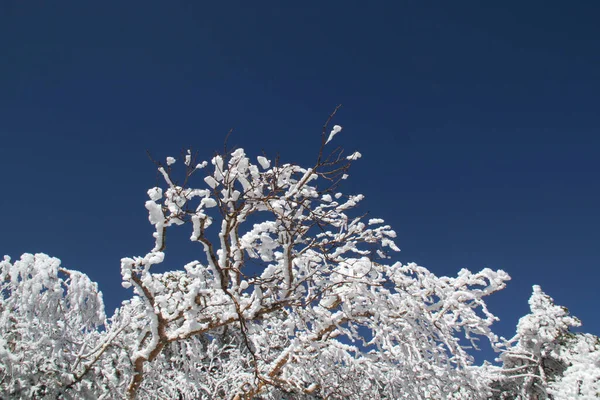 Χιονισμένα Κλαδιά Δέντρων — Φωτογραφία Αρχείου