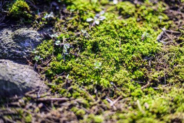 Güzel, yeşil yosun ormandaki çimlerde