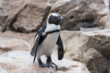 Hayvanat bahçesindeki sevimli penguen kuşu doğada yaşıyor.