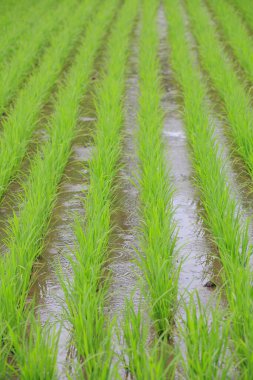 Tayland 'daki yeşil pirinç tarlası, kapatın.