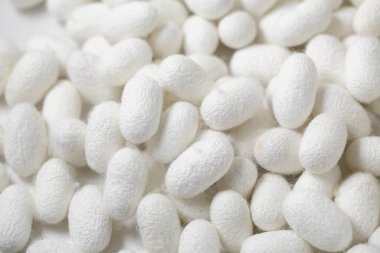 Beyaz ipek böceği kozaları