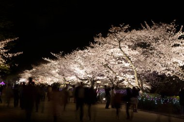 Japonya 'da gece kiraz çiçekleri açar.