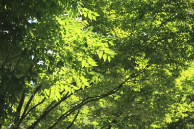 Yazın ormanda güzel, yeşil ağaçlar