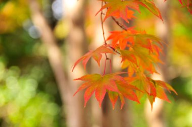 Parkta güzel sonbahar yaprakları 