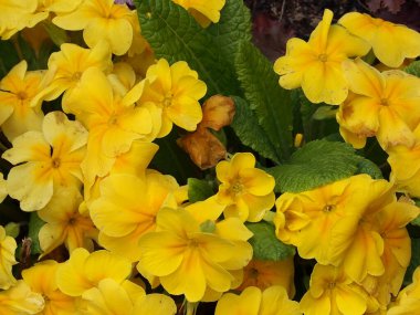 Bahçedeki güzel çiçekler