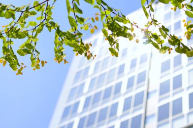 Şehirdeki taze yeşil yaprakların ve modern binaların yakın görüntüsü.                    