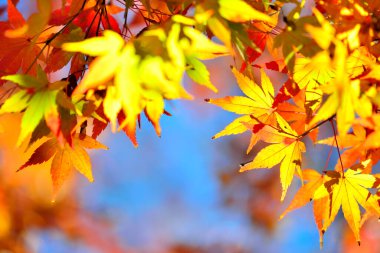 Kırmızı akçaağaç yaprakları sonbahar mevsiminde