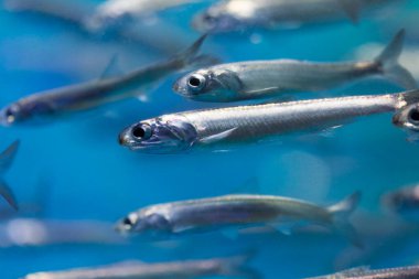 Akvaryumda yüzen egzotik balıklara yakın çekim 