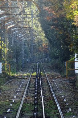 Sonbahar mevsiminde demiryolu rayları ve bitkiler
