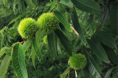 Ağaç dallarında yeşil dikenli meyveler