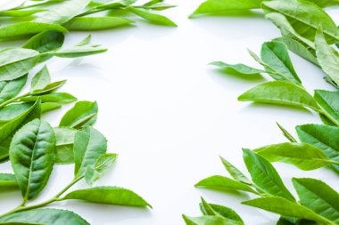 Beyaz arkaplanda taze yapraklar