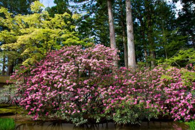Bahçede büyüyen güzel çiçekler