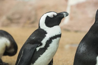 Hayvanat bahçesindeki sevimli penguenler, yaklaşın.