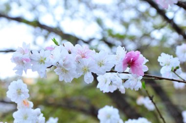 Güzel bahar çiçeklerinin yakın plan görüntüsü, kiraz çiçekleri        