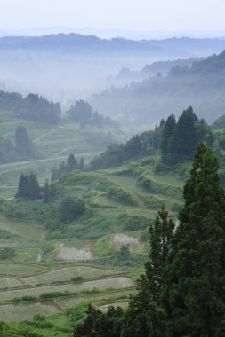 Dağların manzarası ve sabah sisli pirinç tarlaları.. 