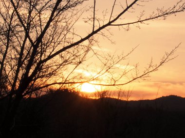 Ormanın güzel gün batımı manzarası