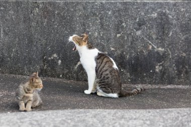 İki sokak kedisi beton duvarın yanında oturuyor.