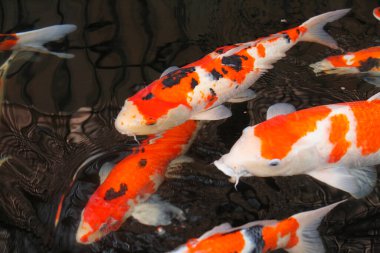 koi carps gölde yüzmek.         