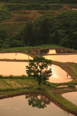 Gün batımında dağlarda pirinç tarlası ve nehir. 