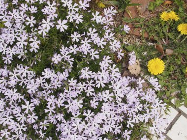 Yeşil çayırlarda ilkbahar çiçekleri, yakın plan