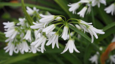 Bahçedeki beyaz zambak çiçekleri