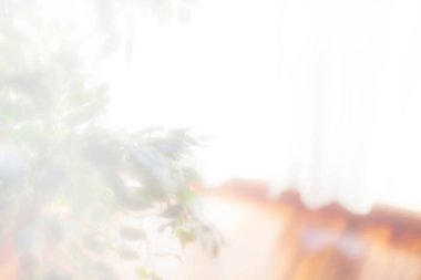 Bokeh yeşil bitkisiyle bulanık oda arkaplanı