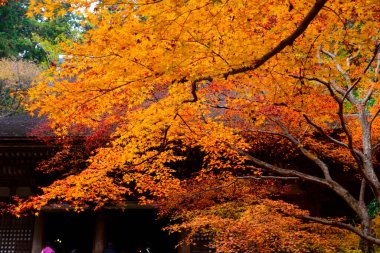 Japonya 'da sonbaharda sarı yapraklı Japon akçaağacı.