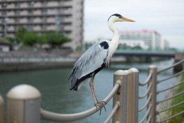 Balıkçıl su kenarında duruyor.