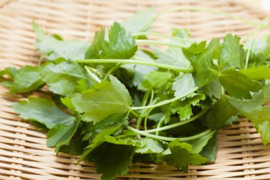 Taze yeşil maydanoz yaprakları sepette