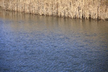 Parktaki güzel göl