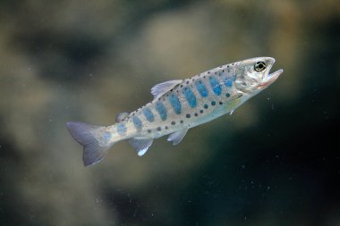 Akvaryum suyunda yüzen balıkların yakın çekim görüntüsü          