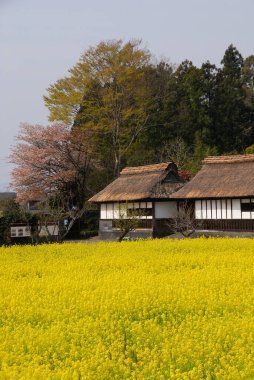 Geleneksel Japon evi çiçek açan sarı tarlanın yanında.